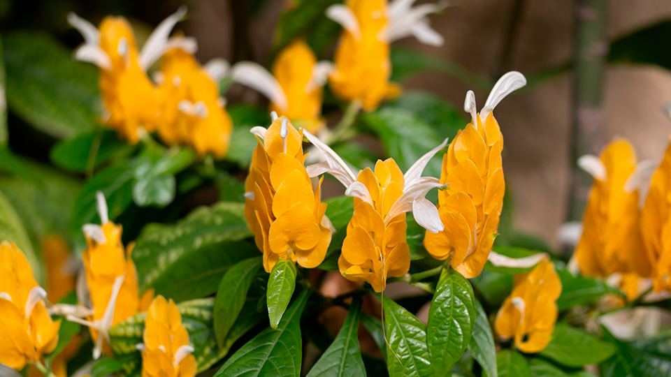 Пахистахис