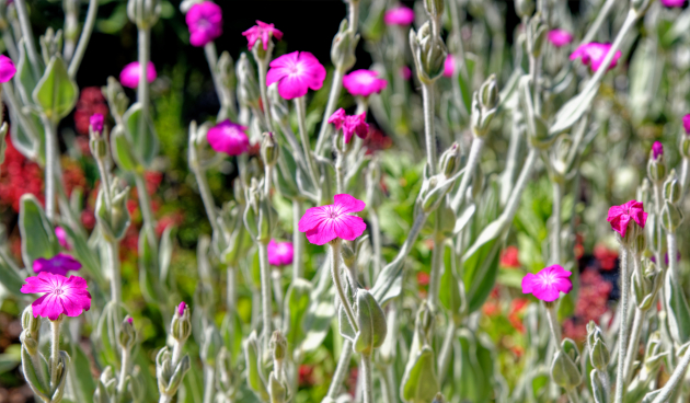 Лихнис корончатый