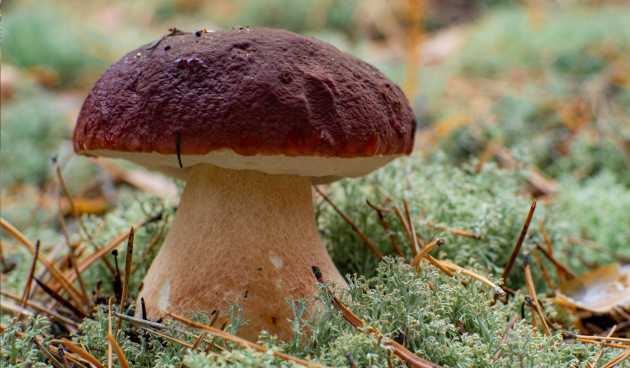 Белый гриб сосновый (Boletus pinophilus)