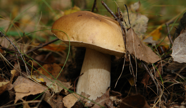 Белый гриб березовый (Boletus betulicola)