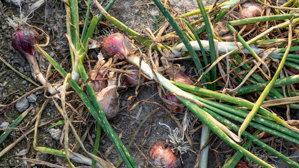 Болезни лука