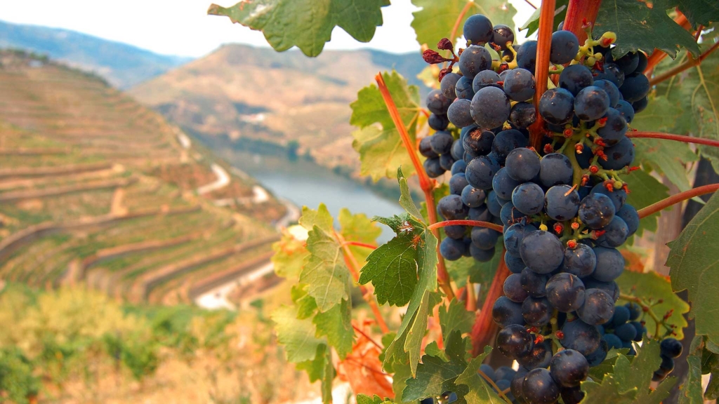 виноградная лоза