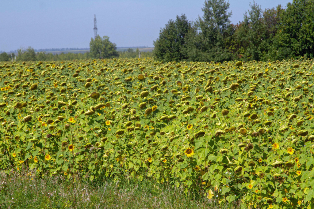 поле подсолнухов