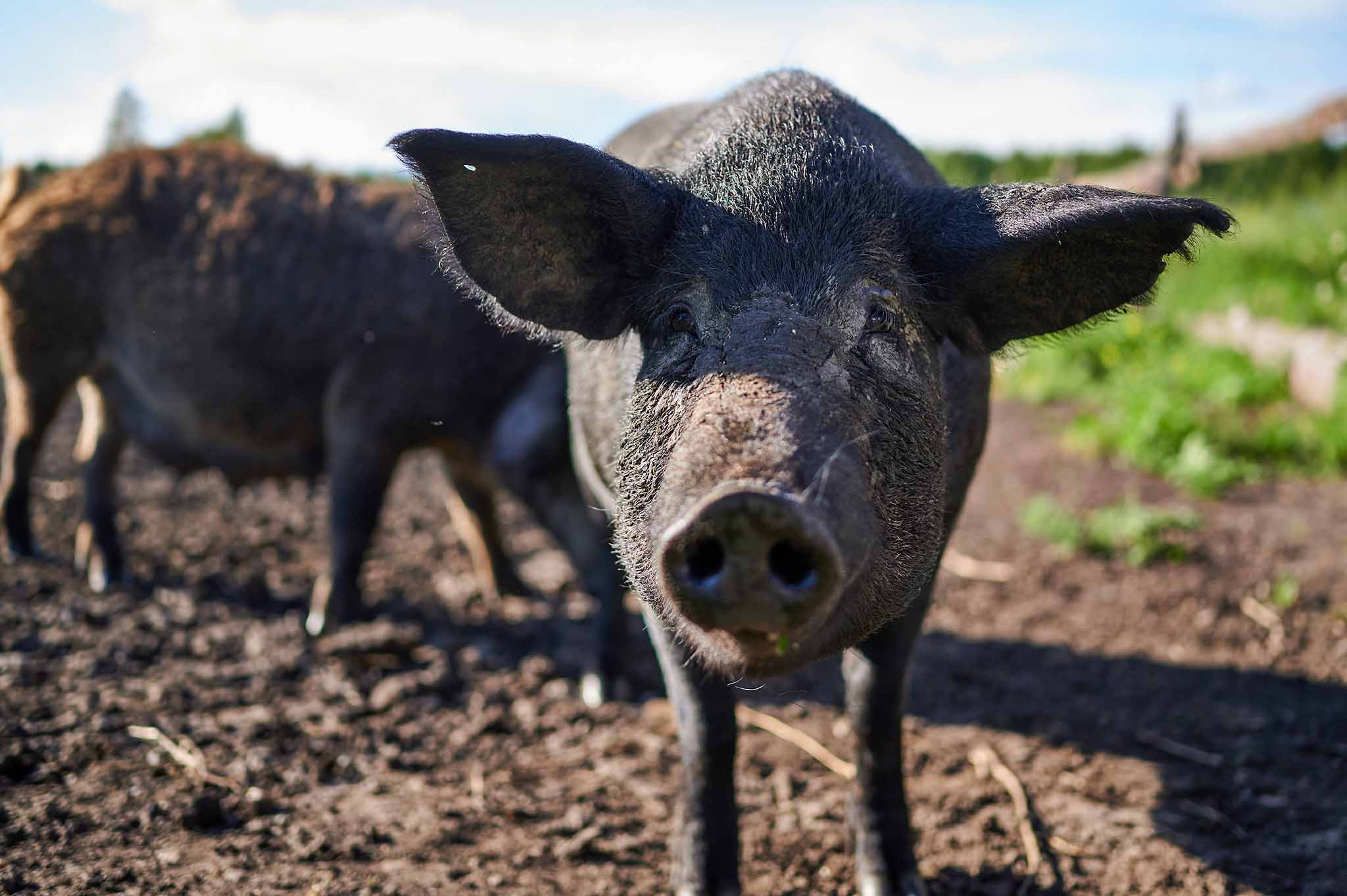 черные свинки