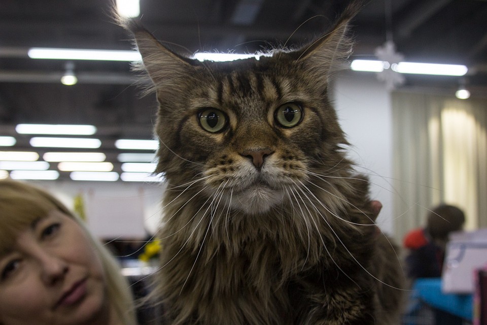 Выставка кошек. Пушистый рай дата выхода серий. Пушистый рай дата выхода серий. Выставка кошек в акварели волгоград. Пушистый рай дата выхода серий.