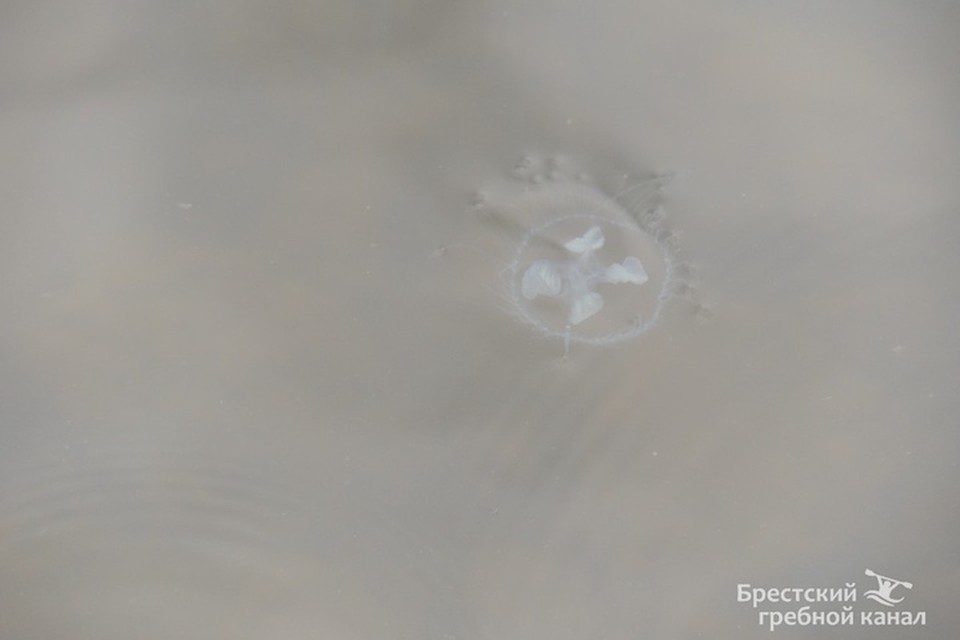 Фото с сайта vk.com/rowingbrest На Гребном канале в Бресте плавают медузы