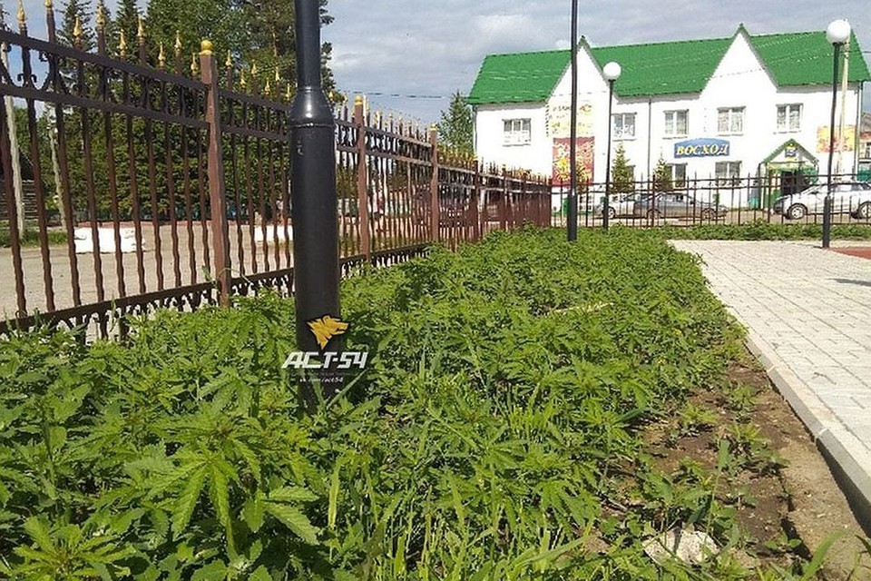 Фото зарослей конопли Фото зарослей конопли download tor browser for phone