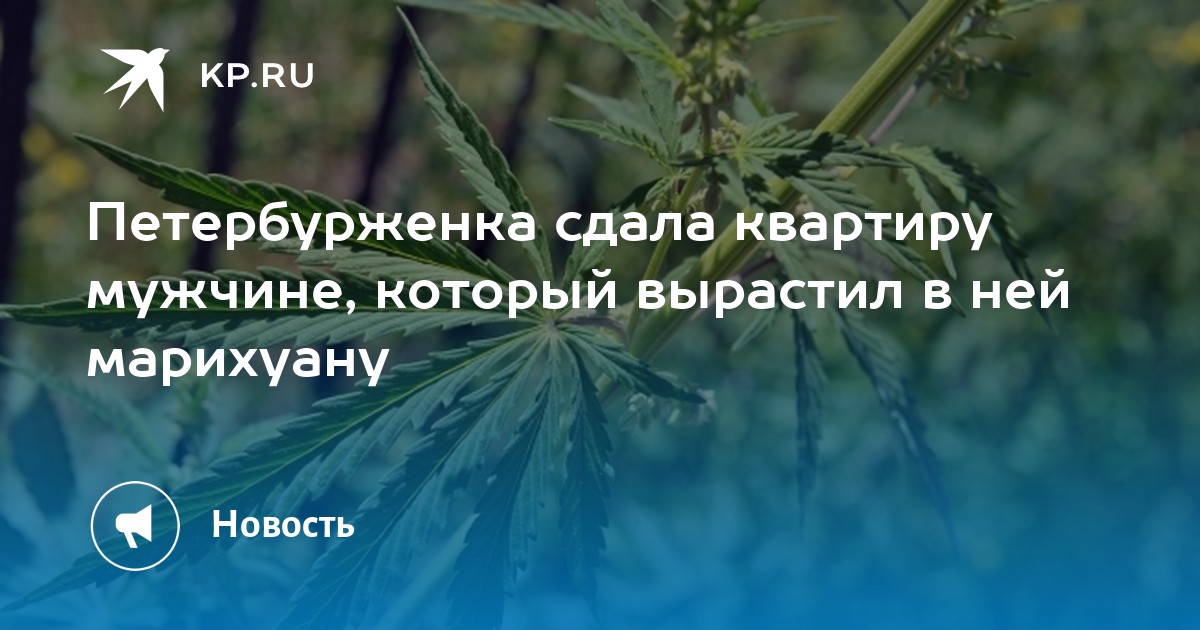 тесты марихуану тесты марихуану