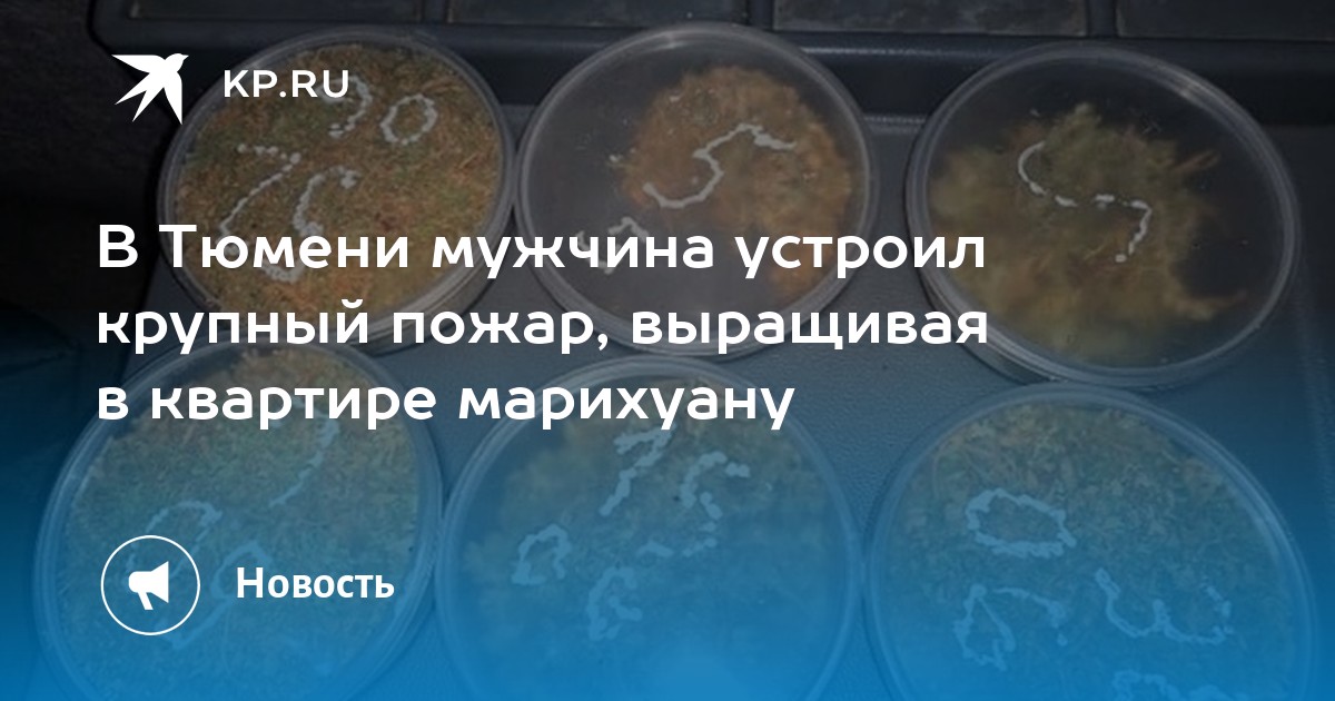 выращивал марихуану украина выращивал марихуану украина