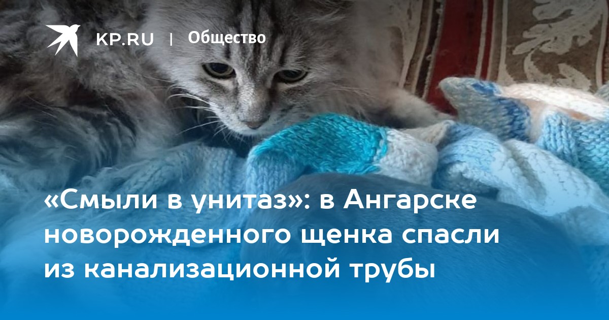 «Смыли в унитаз»: в Ангарске новорожденного щенка спасли из канализационной трубы - Vimarsana News