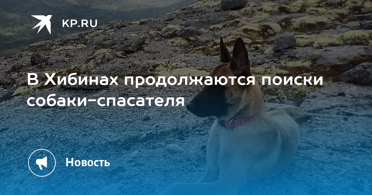 В Хибинах продолжаются поиски собаки-спасателя - Vimarsana News