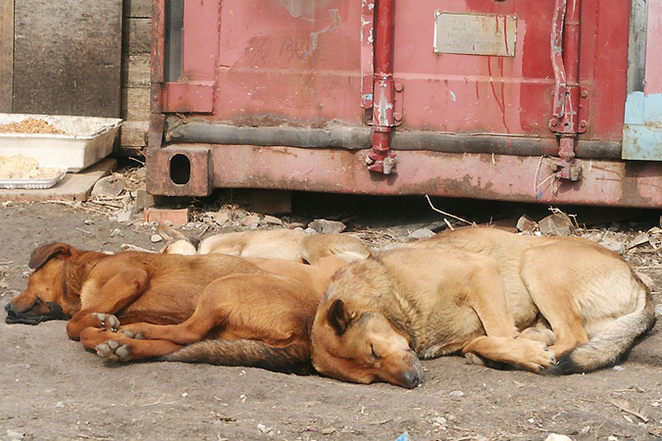 Сместить собаку с кобоном. Травля бездомных животных. Как называется травля без собаки. Травля собак на была. Таблетки для отравы собак.