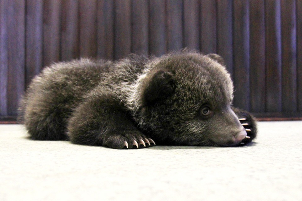 Характер у медведя - далеко не мед