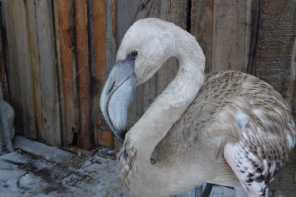 На севере Красноярского края спасли от расправы залетного розового фламинго. Фото: Юлия Гнатюк