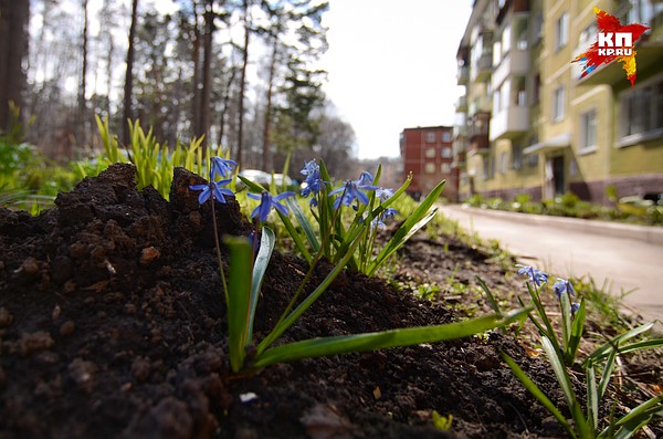 Заказ цветов новосибирск академгородок, фрезий