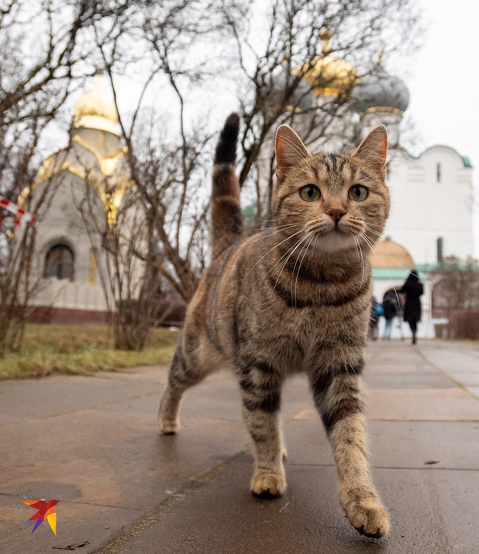 Стройка не мешает местным котам чувствовать себя в безопасности Фото: Михаил ФРОЛОВ