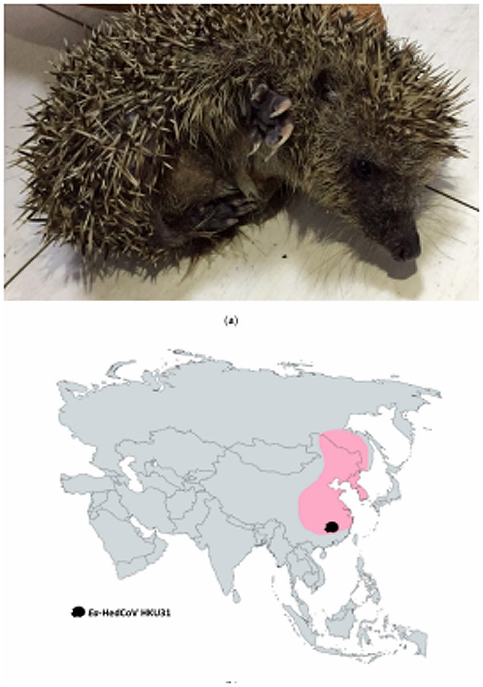 На карте показан ареал амурского ежа, у которого был обнаружен коронаровирус Ea-HedCoV HKU31 