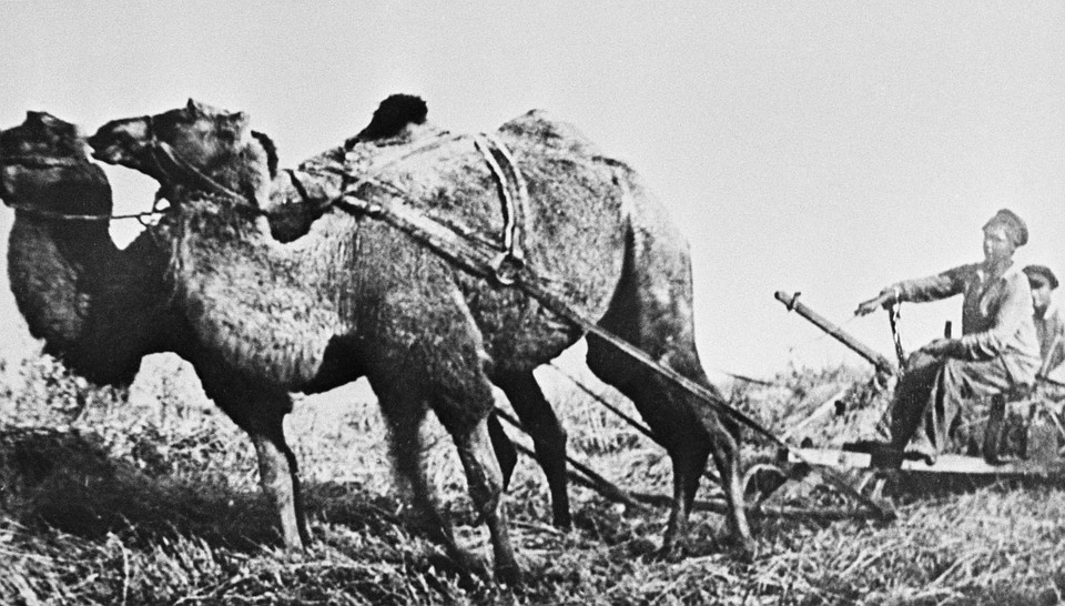 Ростовская область, август 1928 г. Первый урожай в совхозе, созданном в 1928 году, убирали на верблюдах. Фотохроника ТАСС