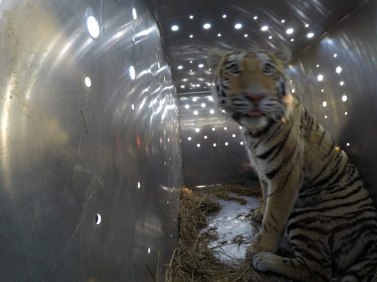 Павлик в транспортировочном контейнере. Фото: amur-tiger.ru