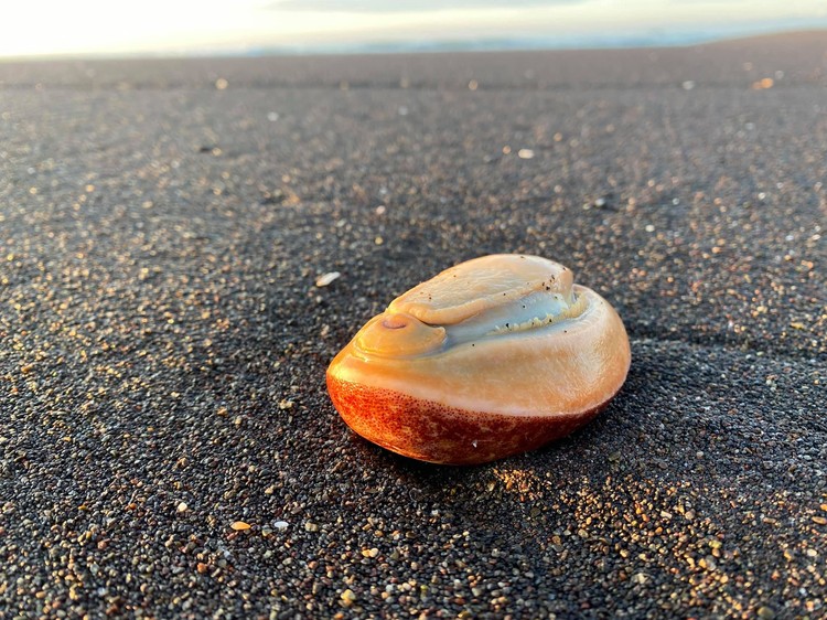 Росія приховує жахливу екологічну катастрофу та розлив нафти в Тихому океані - Цензор.НЕТ 9836