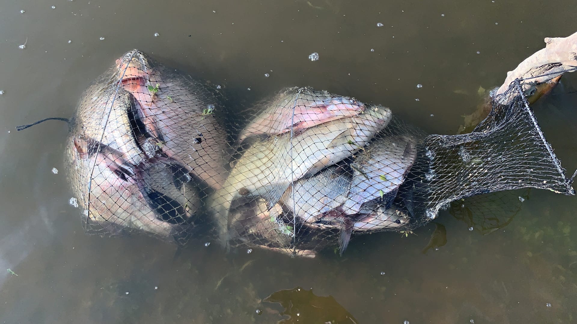 В то же утро в донные снасти рыбака приплыла такая рыба.
