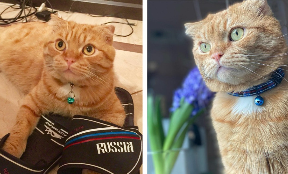 Рыжик или Буська определит победителей матчей чемпионата
Европы. Фото: Instagram кота Дмитрия Губерниева