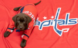 Капитан «Вашингтон» Овечкин презентовал нового клубного щенка