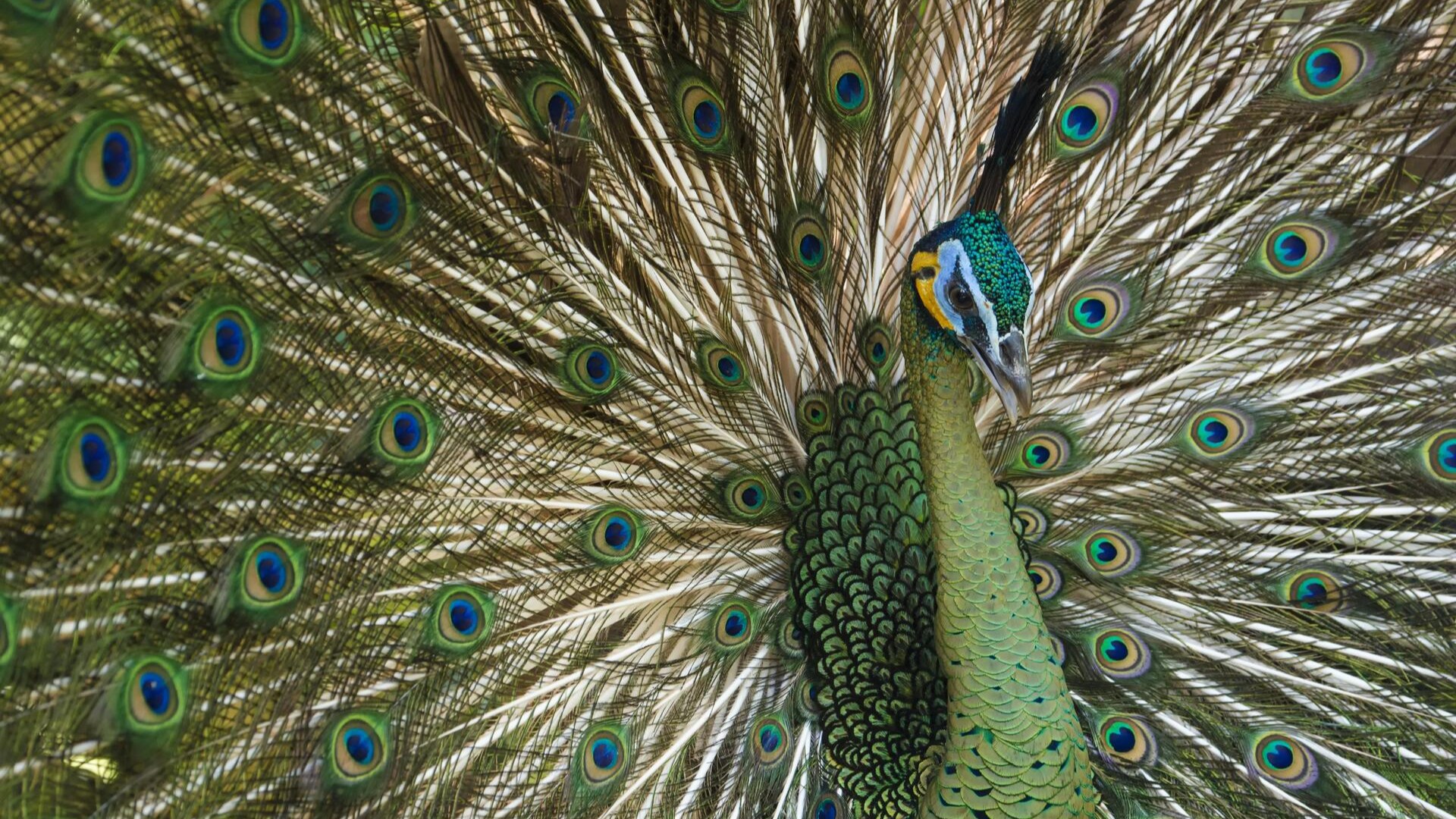Яванский павлин в парке птиц Bali Bird Park, Бали.